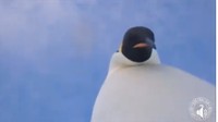 Penguin ini berasal dari Auster Rookery dekat pusat studi Mawson Australia.