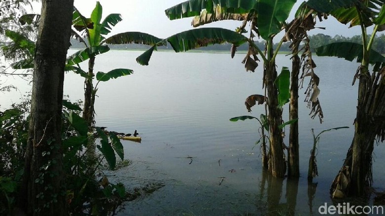 Puluhan Hektar Sawah di Grobogan Terendam Banjir Puluhan Hektar Sawah di Grobogan Terendam Banjir