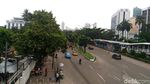 Pohon-pohon di Sudirman-Thamrin yang Terancam Tinggal Kenangan
