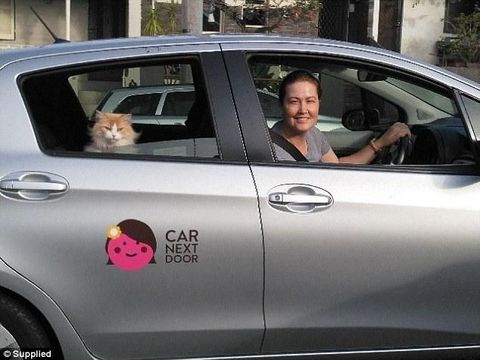 Kisah Wanita yang Sukses Bisnis Sewakan Kucing Demi Biaya Hidup