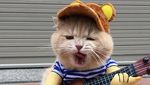 Style Like a Cool Man! Ini Cho Si Kucing Viral yang Bikin Gemas
