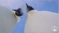 Mulai bosan, kedua penguin ini kemudian mulai menjauhkan wajahnya dari lensa.