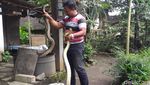 Penampakan 2 Ular Piton 3 Meter Pemakan Ternak di Boyolali