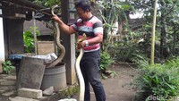 Saat ditangkap, ular berukuran cukup besar tersebut sedang melilit seekor bebek. Diperkirakan, ular tersebut yang selama ini sering memangsa ternak bebek milik Eko.