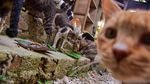 Foto: Surga untuk Kucing Telantar di Pekanbaru
