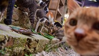 Begini suasana di Violettas Rescue. Kucing-kucing lalu lalang di rumah.