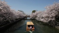Di awal hingga pertengahan April traveler bisa melihat bunga sakura bermekaran di Kyoto. Selain itu sakura juga mekar di sepanjang tepi Sungai Kamogawa dan Kanal Okazaki ini (CNN Travel)