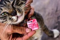 Foto: u0027Surgau0027 untuk Kucing Telantar di Pekanbaru