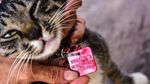 Foto: Surga untuk Kucing Telantar di Pekanbaru