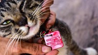 Rumah itu menjadi tempat perlindungan kucing terlantar yang diberi nama Violettas Rescue atau disingkat VR