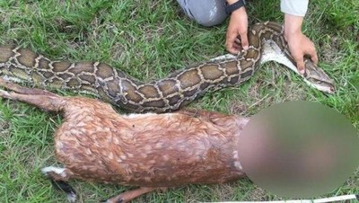 Foto: Penampakan Piton yang Muntah karena Makan Rusa Kegedean
