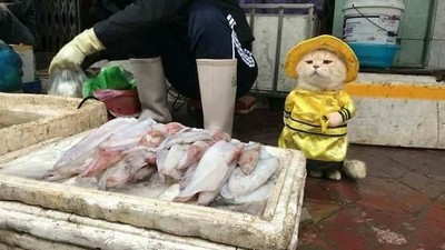 Bikin Gemas! Lihat Kucing Ini Berjualan Ikan, Daging dan Telur di Pasar