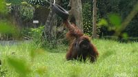 Reaksi BBKSDA Jabar Soal Video Viral Orang Utan Merokok