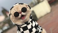 Dia bertingkah seperti anak anjing makanya saya memberi nama itu, kata Le. Foto: Instagram dog1501