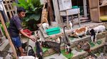 Foto: Surga untuk Kucing Telantar di Pekanbaru