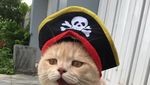 Style Like a Cool Man! Ini Cho Si Kucing Viral yang Bikin Gemas