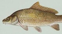 Ikan tombro adalah nama lain dari ikan mas. (Foto: Pool)