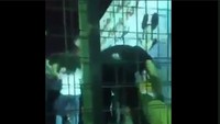 Ketika sang gadis berhasil lepas, orang asing itu kemdian mengelus-elus kepala singa untuk menenangkannya.