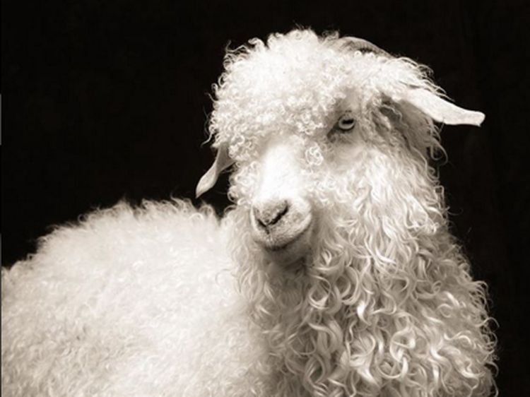 Keren! Deretan Kambing yang Dipotret Bak Supermodel