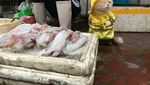 Bikin Gemas! Lihat Kucing Ini Berjualan Ikan, Daging dan Telur di Pasar