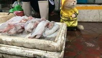 Kalau kamu mau bertemu Dog, ia berjualan di pasar Hai Phong, Vietnam. Banyak penjual dan konsumen di pasar ini mengenal sosok Dog yang imut. Foto: Istimewa
