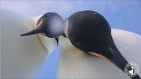 Ekspresi penasaran kedua penguin ini pun tertangkap kamera. Mereka terlihat mendekatkan kepalanya ke arah kamera.