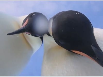 Foto: Dua Penguin yang Selfie Ini Bikin Gemas