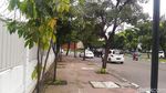 Pohon-pohon di Sudirman-Thamrin yang Terancam Tinggal Kenangan