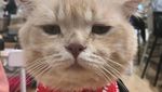Style Like a Cool Man! Ini Cho Si Kucing Viral yang Bikin Gemas