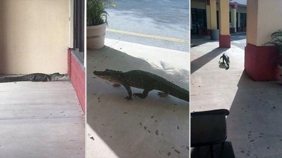 Detik-detik Aligator Window Shopping di Pertokoan AS