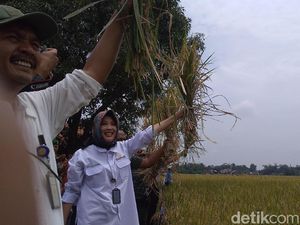 Panen di Kabupaten Cirebon Berpotensi Hasilkan 75.600 Ton Beras
