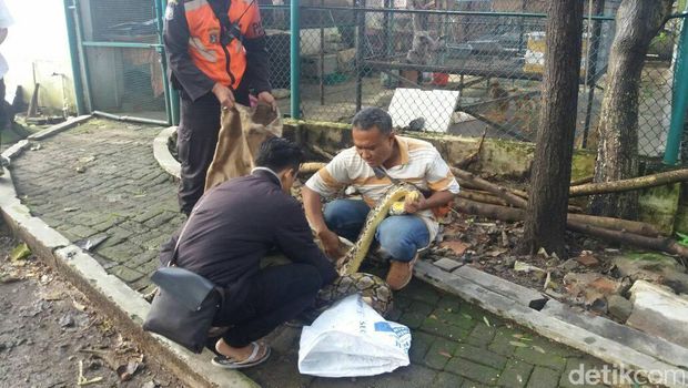 Melihat Petugas Command Center 112 Saat Taklukan Ular Sanca