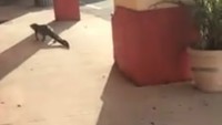 Mereka biasanya ada di lokasi parkir. Saya orang asli Florida jadi tidak takut dengan aligator tapi saya juga tahu tidak boleh membuat mereka terkejut, kata dia.