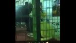 Momen Mencekam Singa Terjang Bocah di Arab Saudi