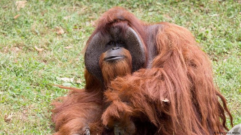 Orangutan Merokok, Kebun Binatang Bandung Kembali Jadi Sorotan Dunia Orangutan Merokok, Kebun Binatang Bandung Kembali Jadi Sorotan Dunia