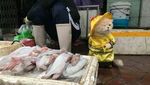 Style Like a Cool Man! Ini Cho Si Kucing Viral yang Bikin Gemas