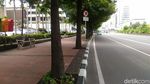 Pohon-pohon di Sudirman-Thamrin yang Terancam Tinggal Kenangan
