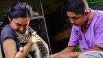 Foto: Surga untuk Kucing Telantar di Pekanbaru