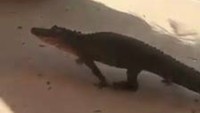 Aligator itu melihat bayangannya sendiri di pintu Americas Donut dan menempelkan hidungnya di pintu. Kami bercanda bahwa dia sedang ingin beli donat, kata warga bernama Denise Nichols-Gearhardt yang merekam kejadian tersebut.