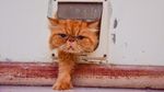 Foto: Surga untuk Kucing Telantar di Pekanbaru