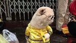 Style Like a Cool Man! Ini Cho Si Kucing Viral yang Bikin Gemas