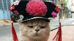 Style Like a Cool Man! Ini Cho Si Kucing Viral yang Bikin Gemas