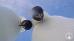 Foto: Dua Penguin yang Selfie Ini Bikin Gemas