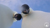 Penguin yang penasaran itu kemudian dihampiri rekannya. Tidak butuh waktu lama bagi kedua penguin ini mencuri kesempatan untuk selfie.
