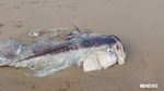 Penampakan Ikan Kerapu Raksasa Misterius di Pantai Queensland