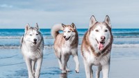 Berlari-lari di tepi pantai bersama tiga ekor anjing Husky ini, pasti akan lebih menyenangkan! Husky squad ini bermain di Cannon Beach di Oregon, Amerika. (huskysquad/Instagram)