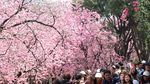 Cantiknya Sakura Bermekaran di China