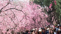 Warga dan wisatawan berbondong-bondong datang untuk menikmati sakura