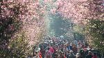 Cantiknya Sakura Bermekaran di China