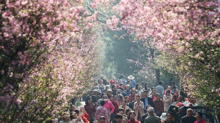 People walk under cherry blossoms in Kunming, Yunnan province, China March 7, 2018. Picture taken March 7, 2018. REUTERS/Stringer ATTENTION EDITORS - THIS IMAGE WAS PROVIDED BY A THIRD PARTY. CHINA OUT.